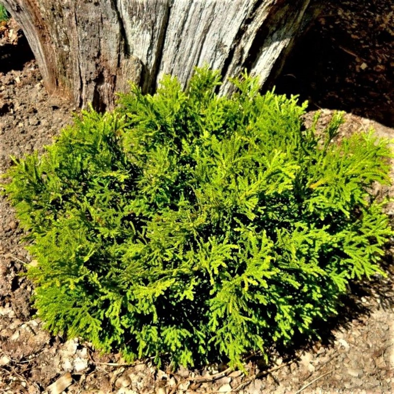 Japansk hiba – Thujopsis dolabrata 'Nana' - C3 20-25 CM